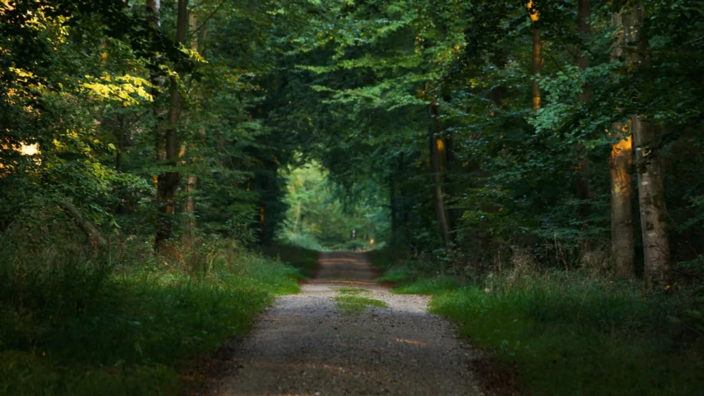 Vidunderlig gåtur i en dansk skov